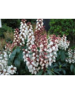 Pieris jap. 'Bonfire' 40-50 cm C7.5
