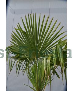 Trachycarpus fortunei C50 2 stammen