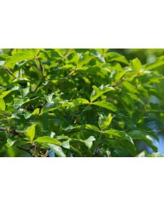 Acer griseum 175-200 cm drkl