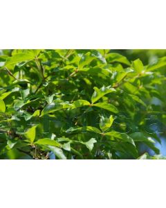Acer griseum 175-200 cm C20