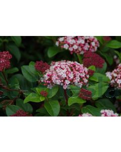 Viburnum tinus 'Lisa Rose'® 30-40 cm C5