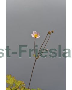Anemone hup. 'September Charm' P9 / 24 per kist