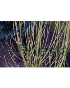 Cornus stol. 'Flaviramea' 60-100 cm kw 3-5 tak