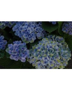 Hydrangea m. 'Magical Revolution' ® Blauw 50-60 cm C20
