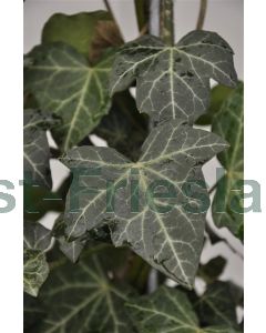 Hedera hel. 'Woerner' 100-125 cm C2