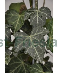 Hedera hel. 'Woerner' Haagelement b120 x h220 cm