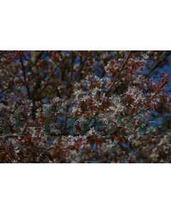 Amelanchier arbor. 'Robin Hill' 175-200 cm C20