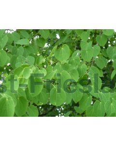 Cercidiphyllum japonicum 8/10 C40