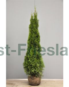 Thuja occ. 'Smaragd' 200-225cm kluit