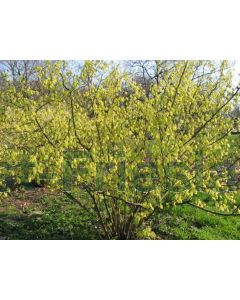 Corylopsis spicata 125-150 cm C20