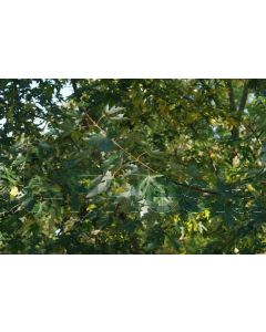 Acer saccharinum 60-80 cm kw