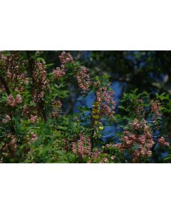 Laburnocytisus adamii 175-200 cm C20