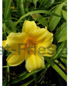 Hemerocallis 'Stella de Oro' C2