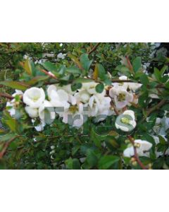 Chaenomeles sup. 'Jet Trail' 75 cm C2