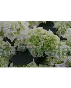 Hydrangea m. (Wit) 60-80 cm C20