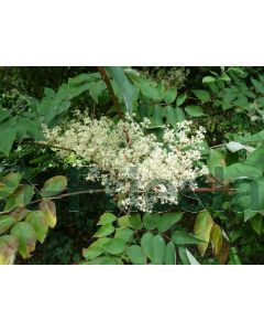 Aralia elata 200-250 cm C130  Meerstam