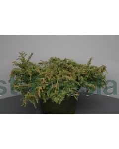 Juniperus comm. 'Green Carpet' 30-40 cm C5