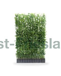 Hedera hibernica Haagelement b120 x h180 cm