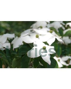 Cornus kousa 'Wieting''s Select' 80-100 cm C10