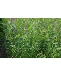 Artemisia dracunculus P9 / 24 per kist