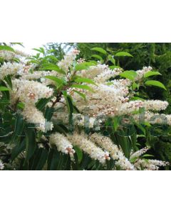 Prunus lusitanica 250-275 cm C450 Paddestoel