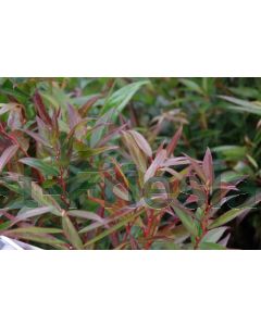 Leucothoe k. 'Royal Ruby' 40-50 cm C5