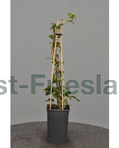 Hydrangea anomala 'Petiolaris' 75 cm C2