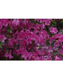 Rhododendron (AJ) 'Gilbert Mullie' C2