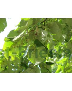 Tilia tomentosa 18/20 C110