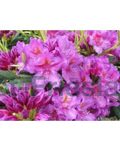 Rhododendron 'Lee's Dark Purple' 50-60 cm C10