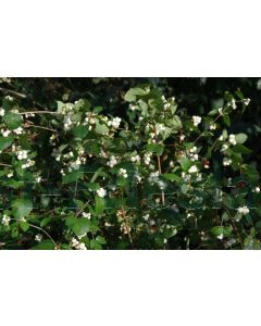 Symphoricarpos albus laevigatus 40-60 cm kw 2-3 tak