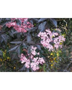 Sambucus nig. 'Black Beauty' 50-60 cm C7.5