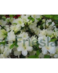Rhododendron (AJ) 'Pleasant White' 25-30 cm C2
