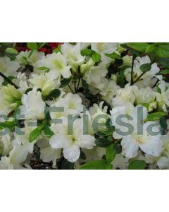 Rhododendron (AJ) 'Pleasant White' C2