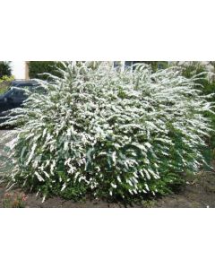 Spiraea cinerea 'Grefsheim' 40-60 cm kw 2-3 tak