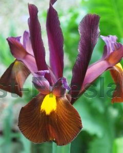 Iris Hollandica Red Ember 7/8 per 100
