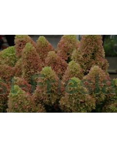 Hydrangea pan. 'Little Fresco' C3