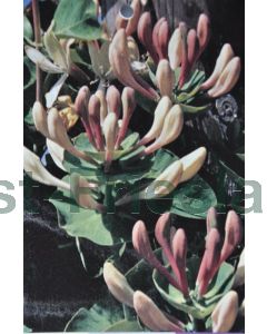 Lonicera caprifolium 75 cm C2