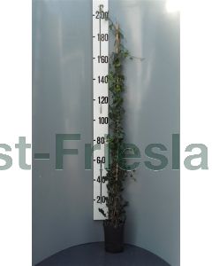 Hedera hibernica 175-200 cm C5