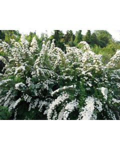Spiraea nipp. 'Snowmound' 30-40 kw 2-3 tak