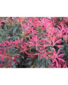 Pieris 'Flaming Silver' 100-125 cm C20