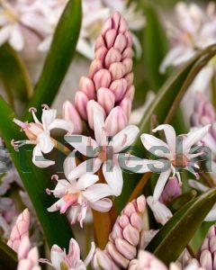 Scilla bifolia Rosea 5/+ per 100