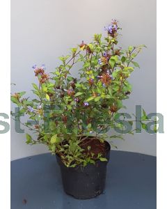 Ceratostigma willmottianum C3