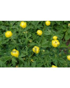 Trollius europaeus P9 / 24 per kist
