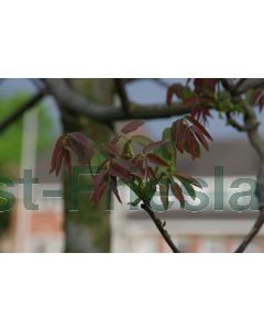 Juglans regia 10/12 kw