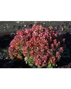 Berberis thunb. 'Bagatelle' 25-30 cm C7.5