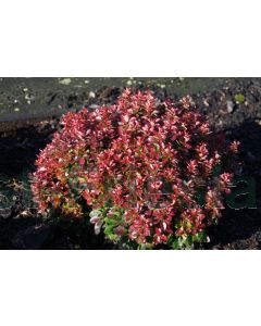 Berberis thunb. 'Bagatelle' 20-25 cm C2