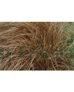 Carex 'Bronze Form' P9 / 24 per kist