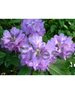 Rhododendron 'Catawb. Boursault' 80-100 cm C40