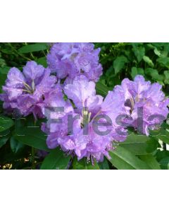 Rhododendron 'Catawb. Boursault' 50-60 cm C7.5